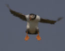Puffin in flight